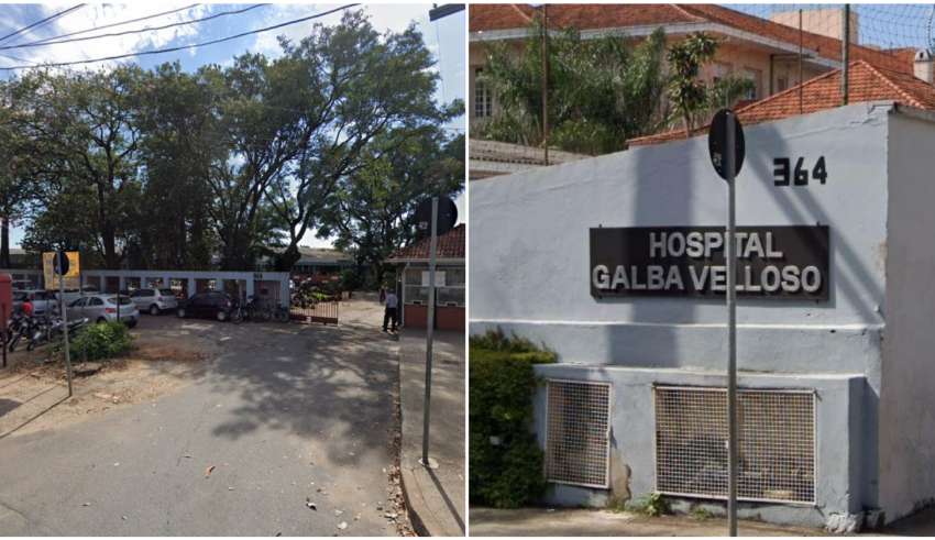 galba velloso fechado