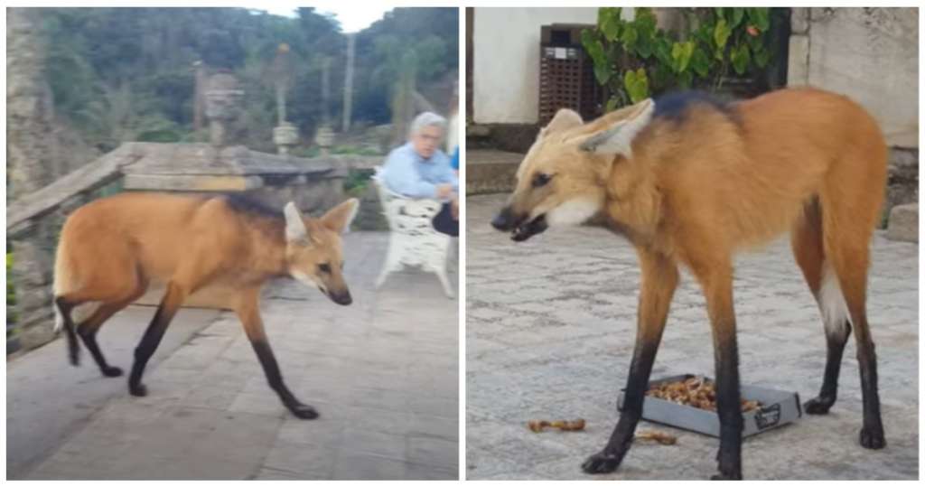 lobo-guara caraca