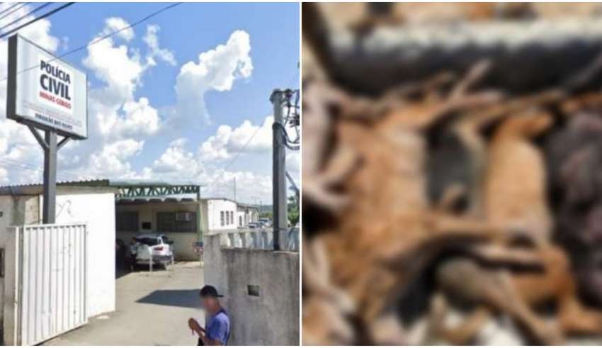 polícia civil cães