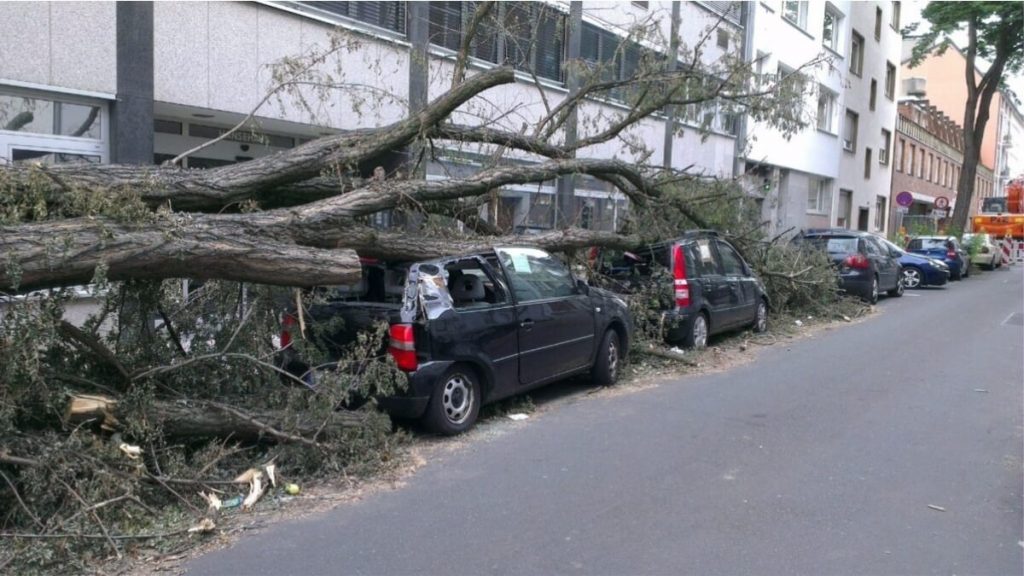 seguro auto arvore