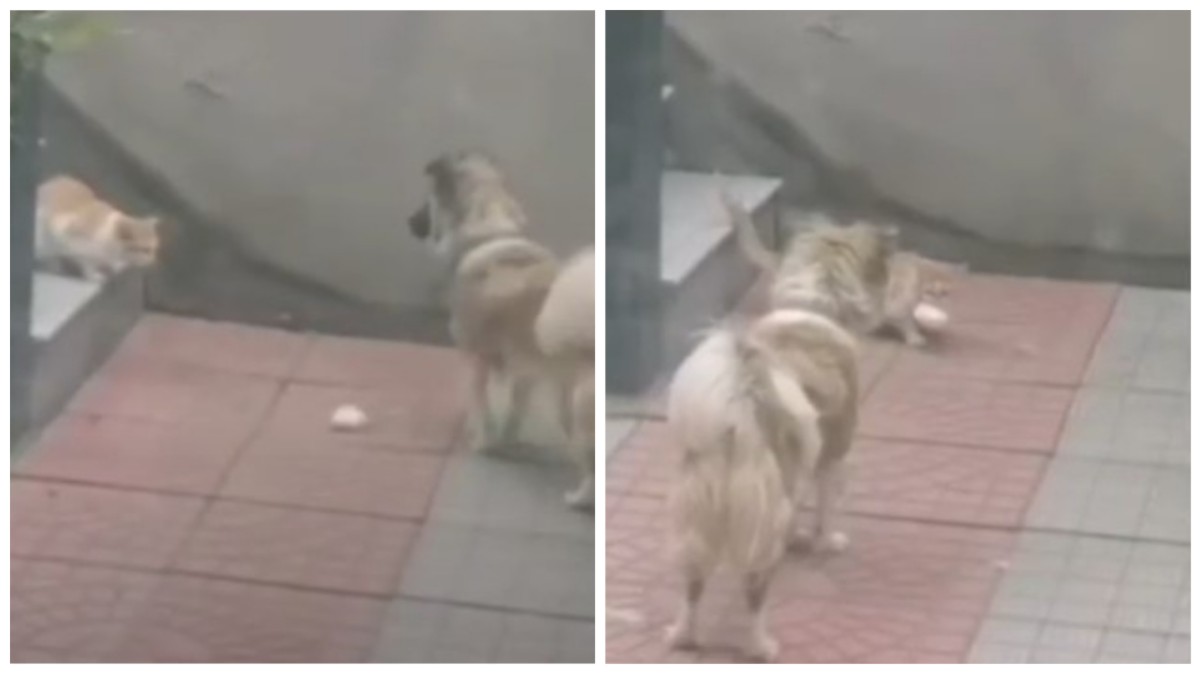 cachorro dá comida gato de rua