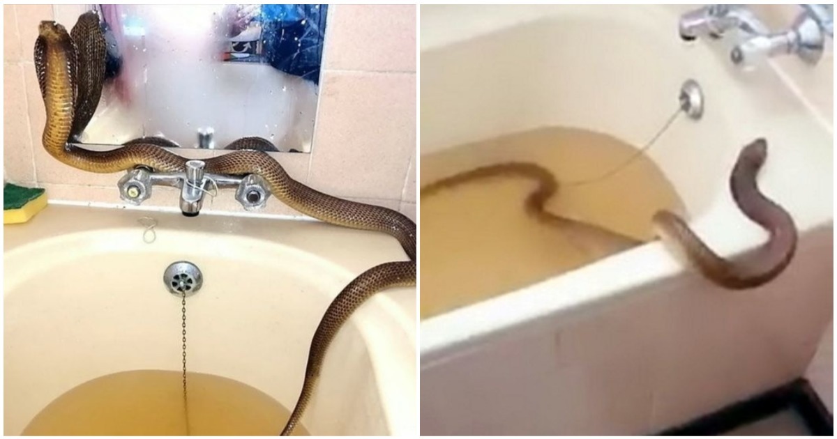 Cobra de mais de 3 metros é encontrada morando em teto de banheiro