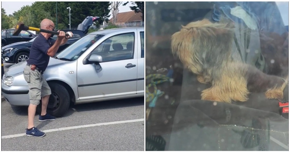 homem salva cachorro preso carro