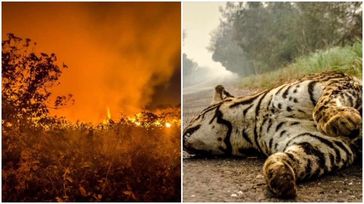 Incendio no pantanal e jaguatirica morta