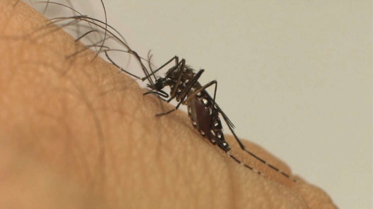 Mosquito da dengue Aedes aegypti