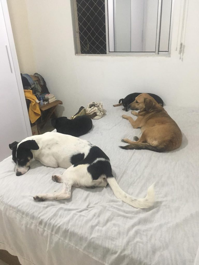 Cachorros deitados na cama