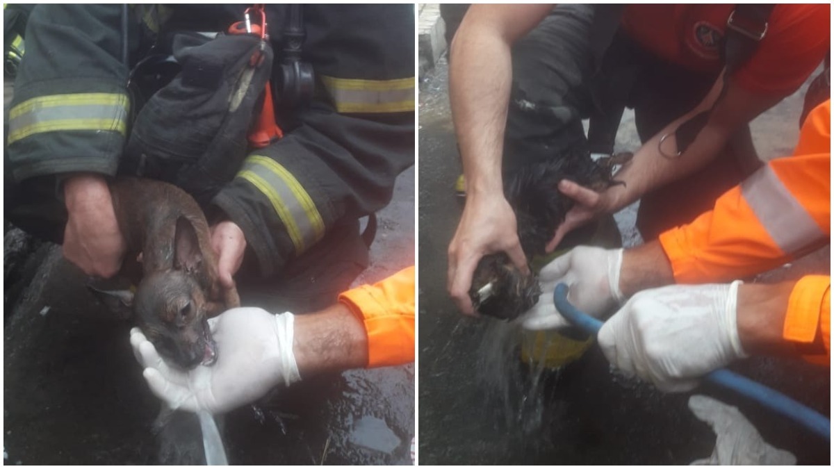 Cachorros bebem água na mão de bombeiro