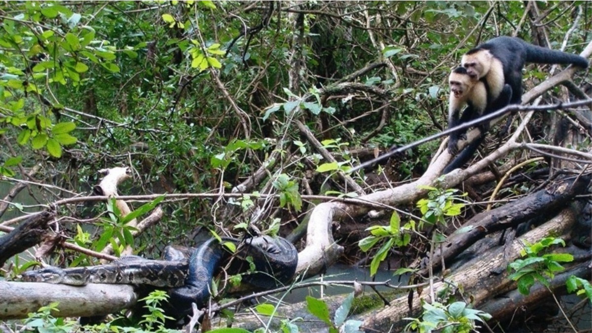 Macacos lutando contra cobra