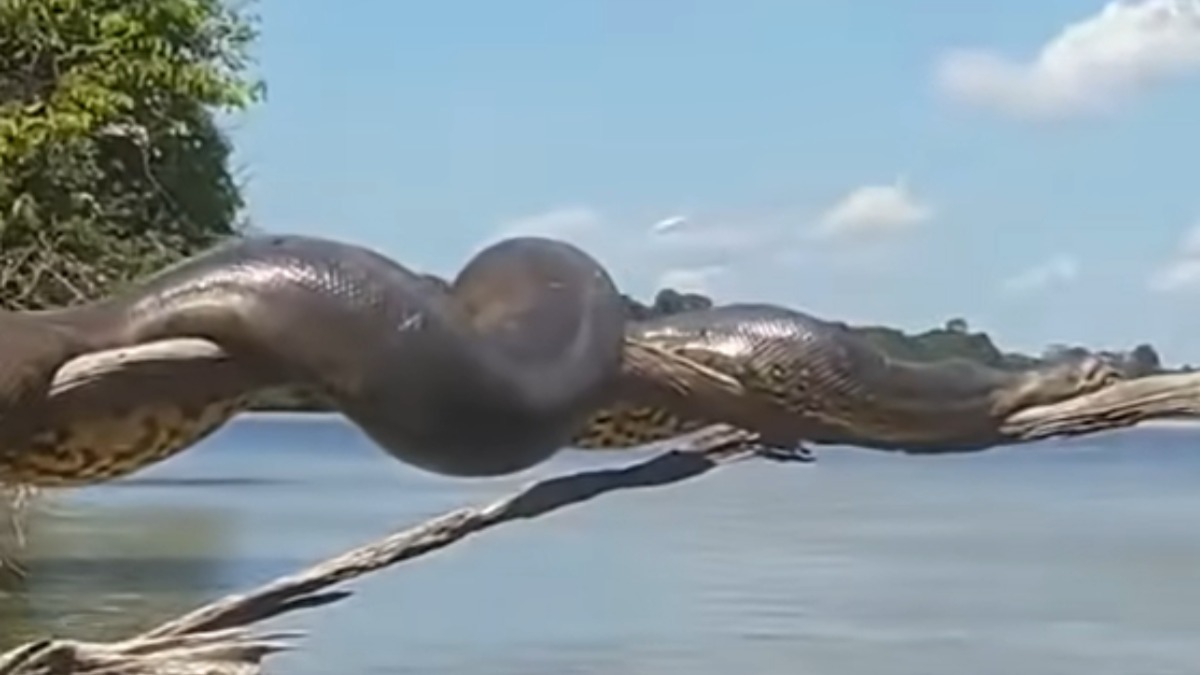 anaconda brasileira