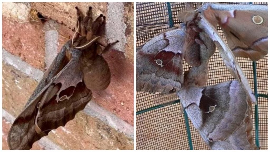 aranha voadora mariposa