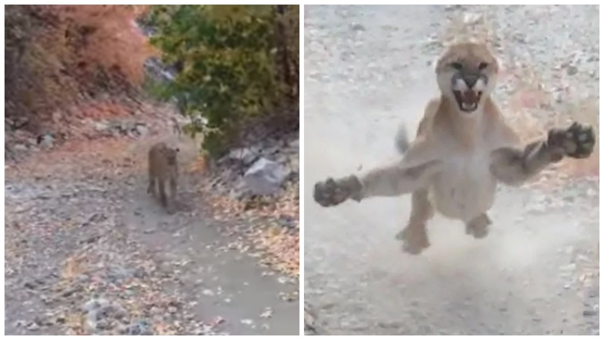Jovem é perseguido por puma no meio da floresta e vídeo viraliza