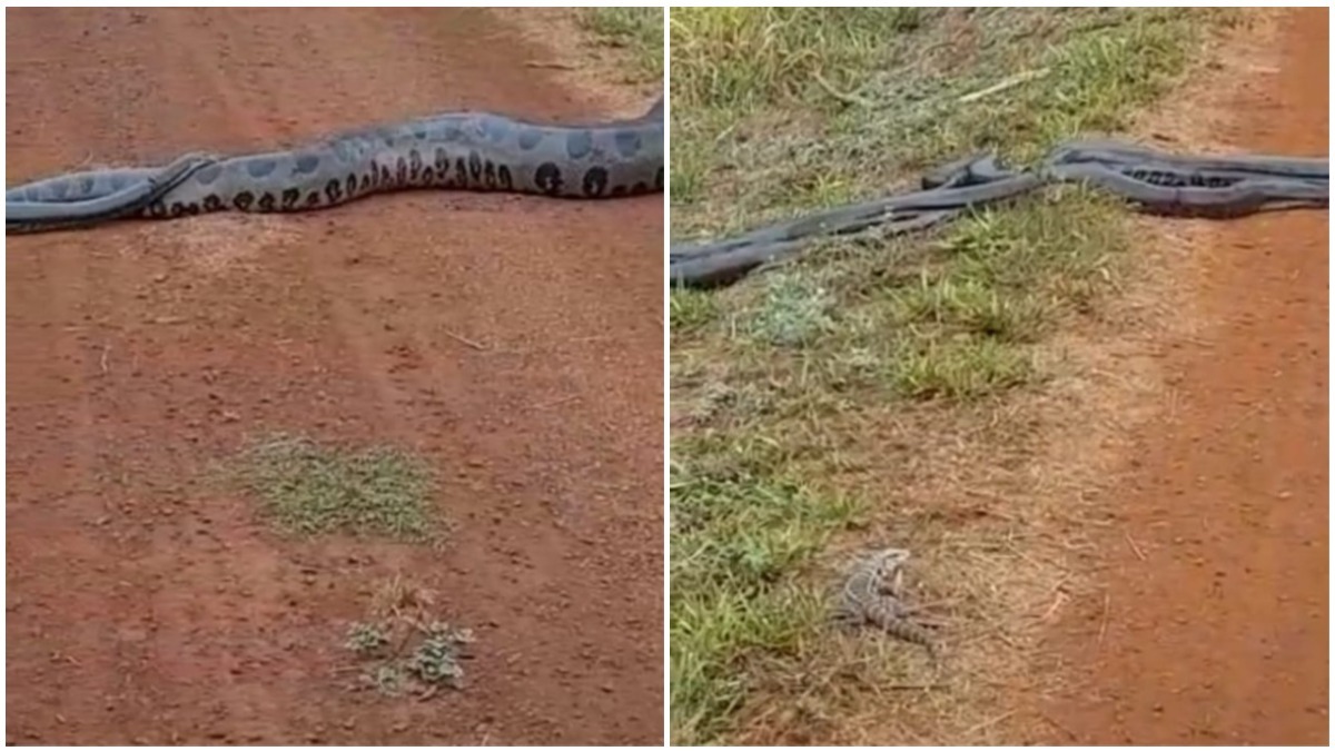 imagens de cobra sucuri gigante atravessando estrada