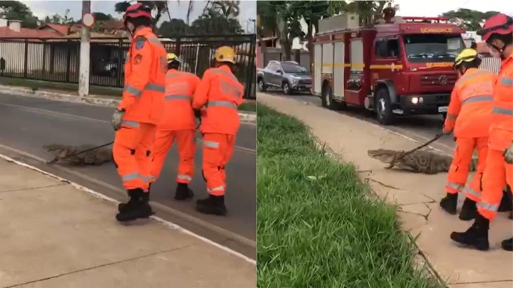 corpo-de-bombeiros-resgatando-jacaré