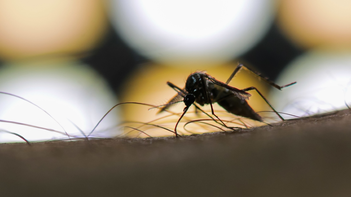 mosquito da dengue aedes aegypti