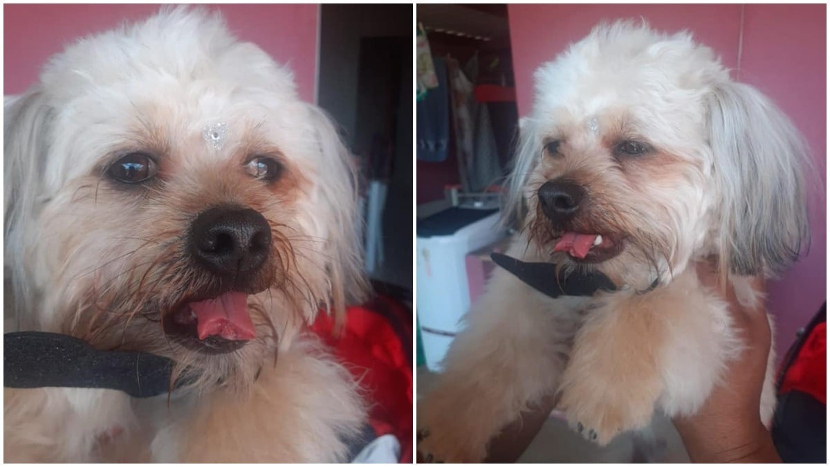 Cachorro com língua cortada