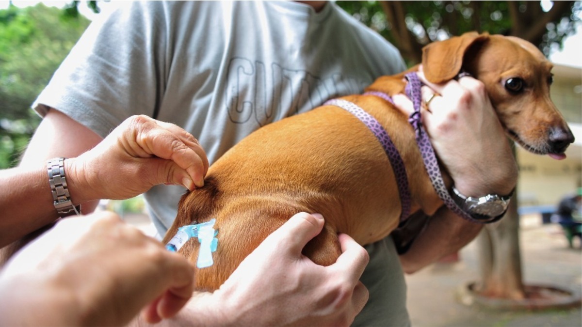 Cachorro sendo vacinado