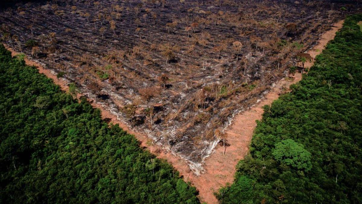 Amazônia desmatamento ibama