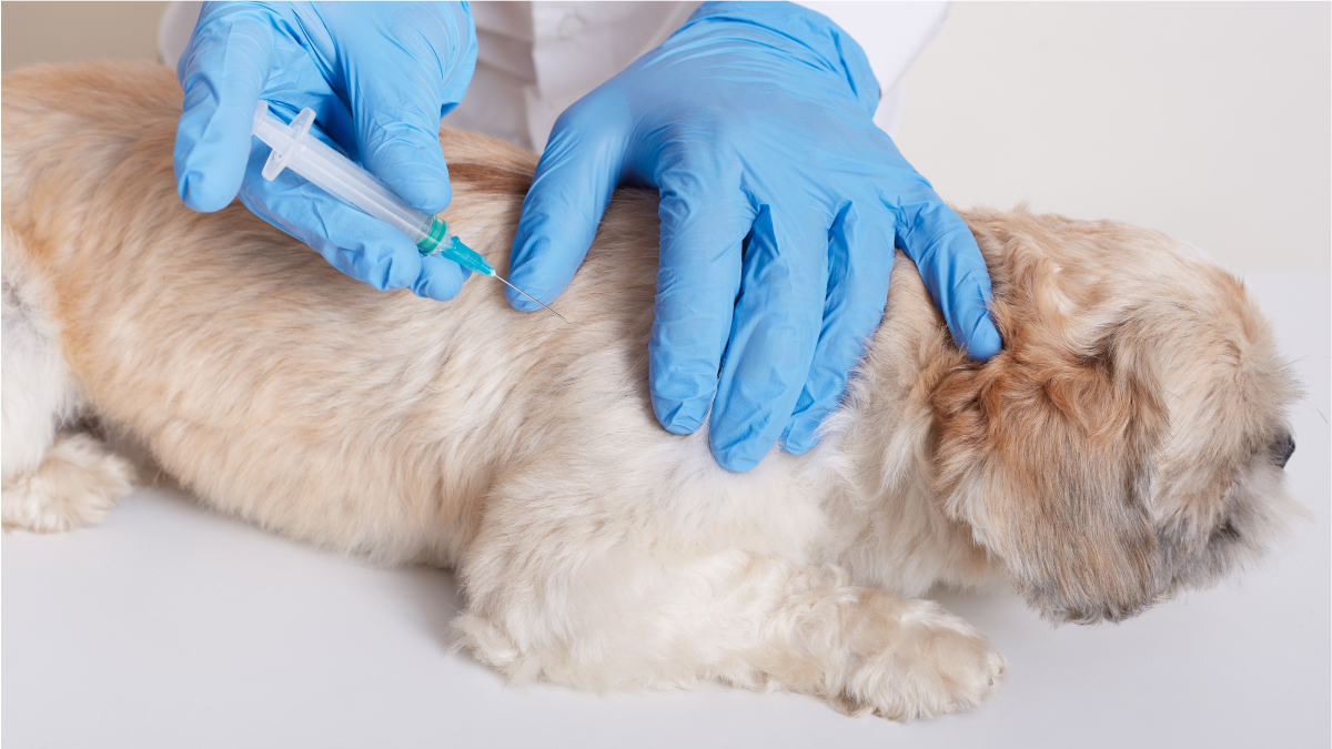 Vacinacao para caes e gatos tem prazo estendido
