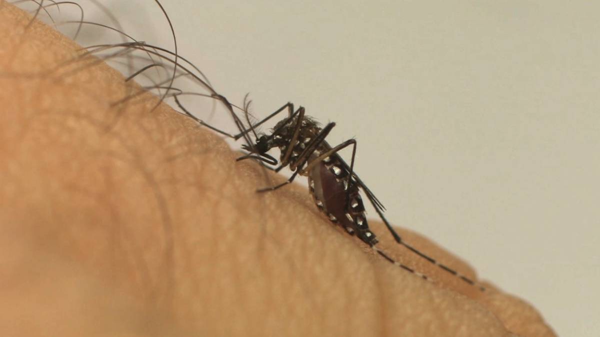 dengue Aedes aegypti mosquito
