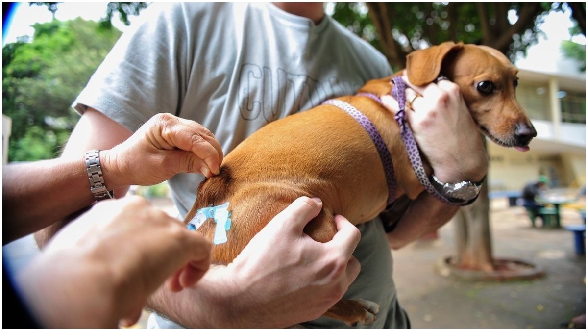 vacinação antirrábica cães e gatos