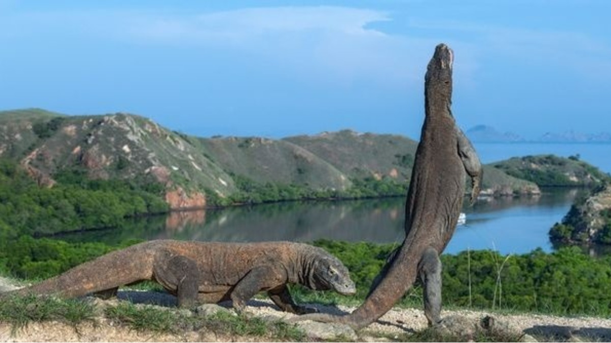 Drag o De Komodo Ataca Funcion rio Do Jurrasic Park Da Vida Real