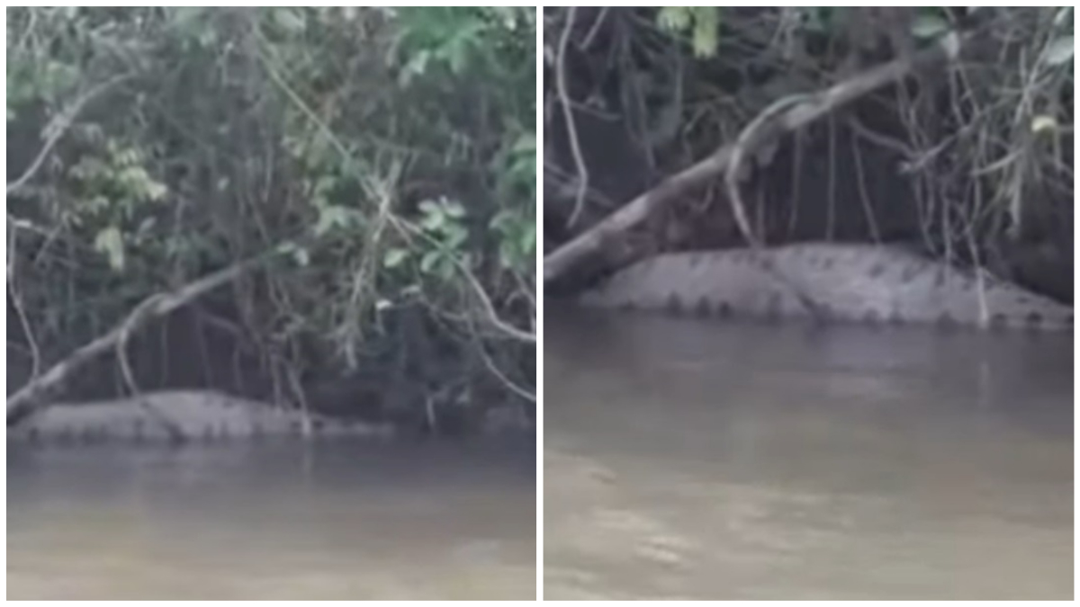 Cobra sucuri devorando presa no rio