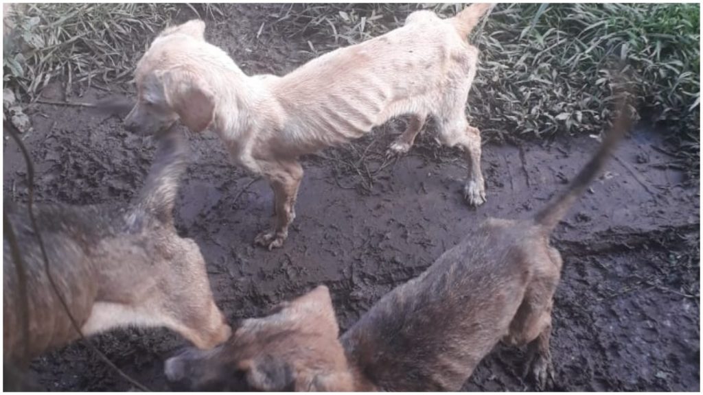 Cães