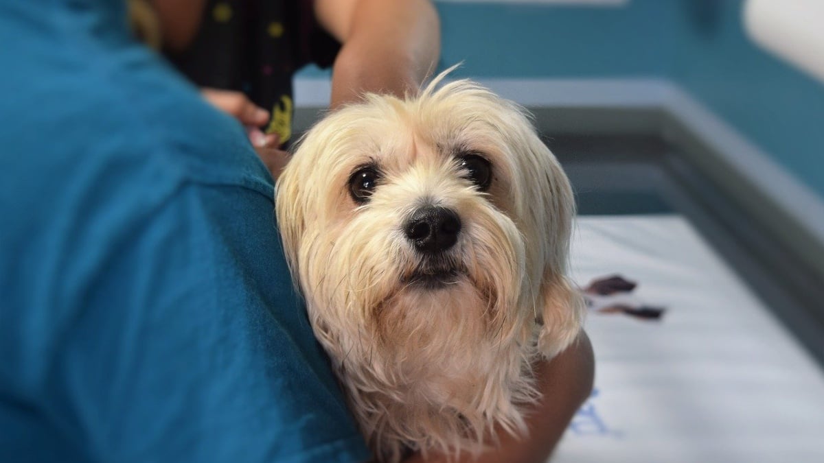 cachorro em clínica veterinária
