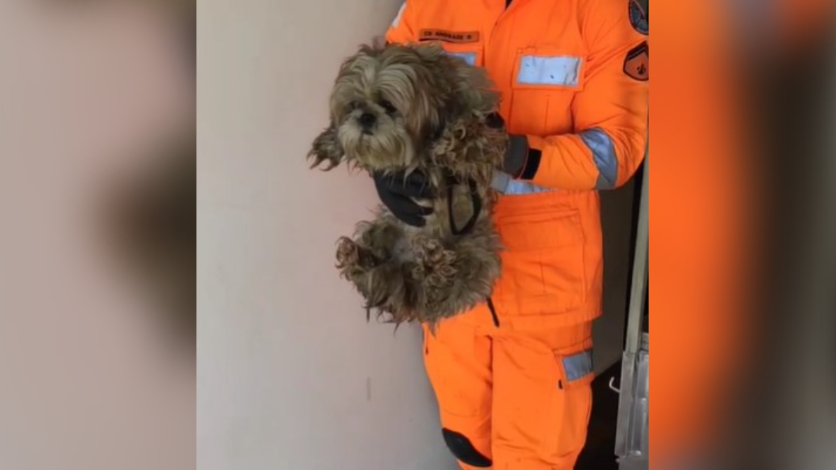 Cãozinho resgatado em incêndio