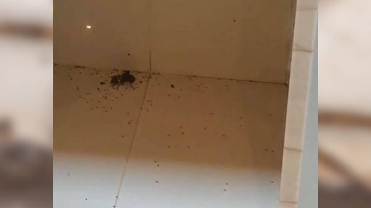 aranhas invadem casa