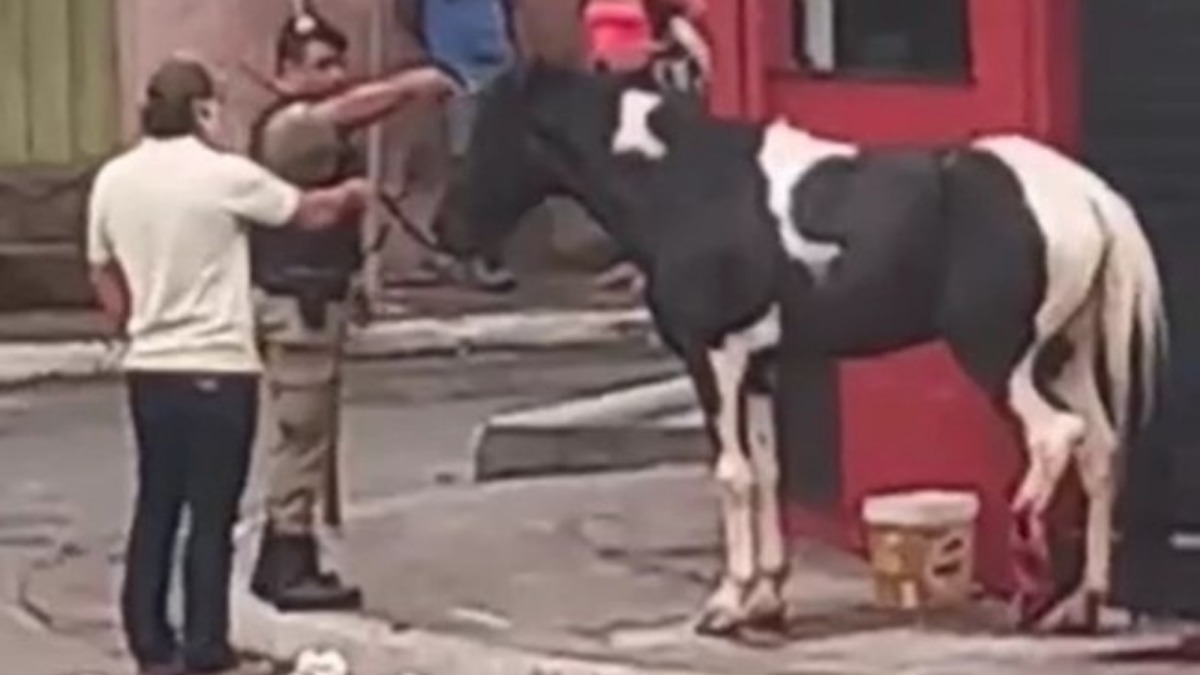 Cavalo sacrificado Nova Lima