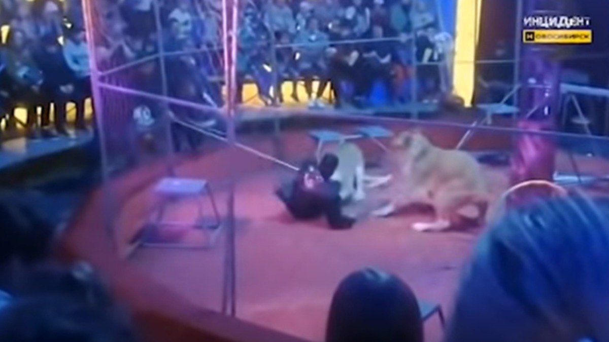 leoa-ataca-treinador-circo