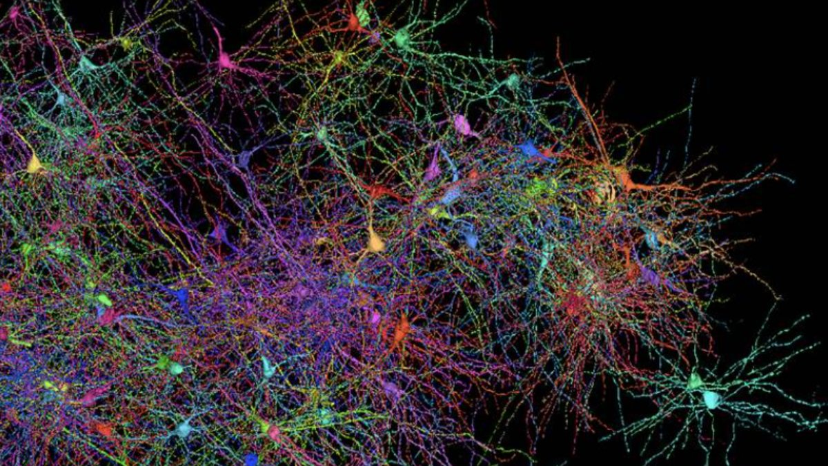 Mapa do cérebro humano