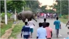 Elefante ataque Índia