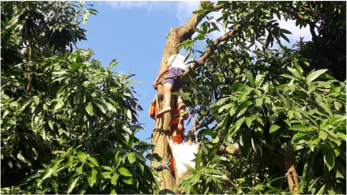 Idoso preso em árvore Ituiutaba