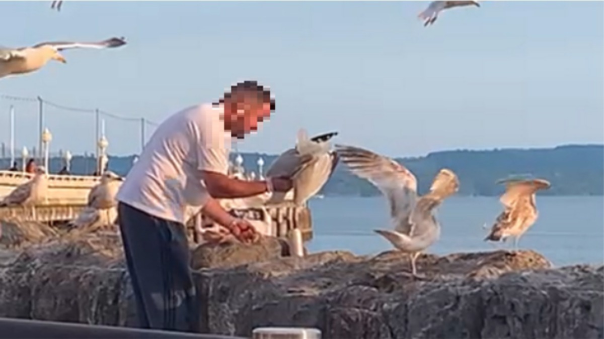 homem-estrangulando-gaivota