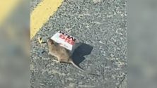 rato-carregando-caixinha-lanche