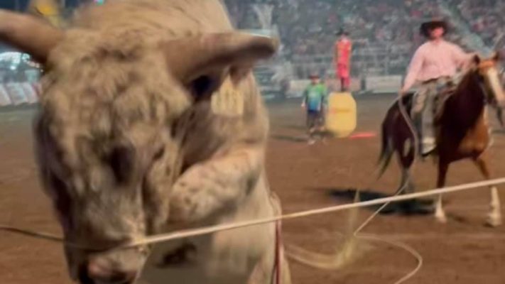 vídeo ao fugir de rodeio touro invade arquibancada e assusta público