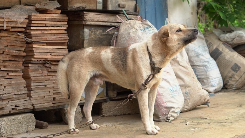 crime acorrentar animais Minas Gerais