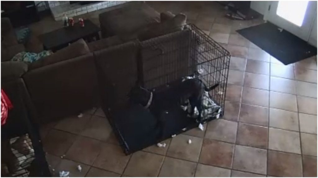 vídeo de cachorro assombrado