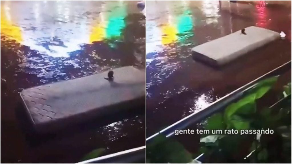 rato colchão temporal bh
