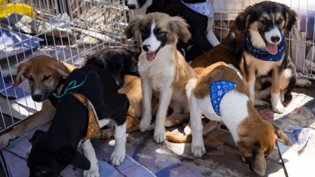 Feira de adoção