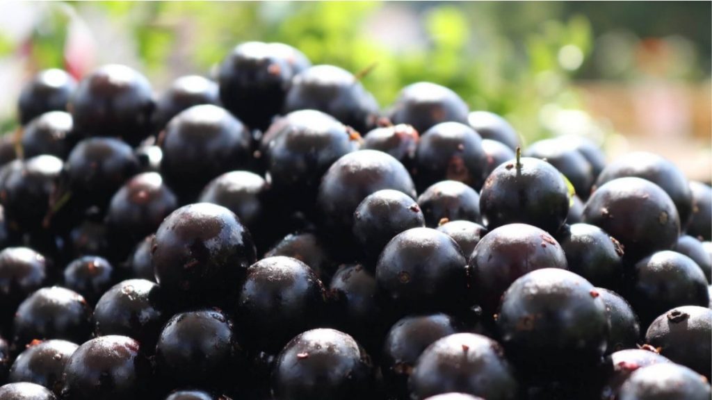 jabuticaba