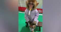 macaco fumando na china