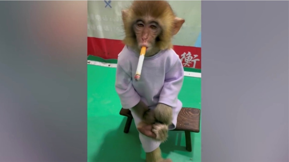 macaco fumando na china