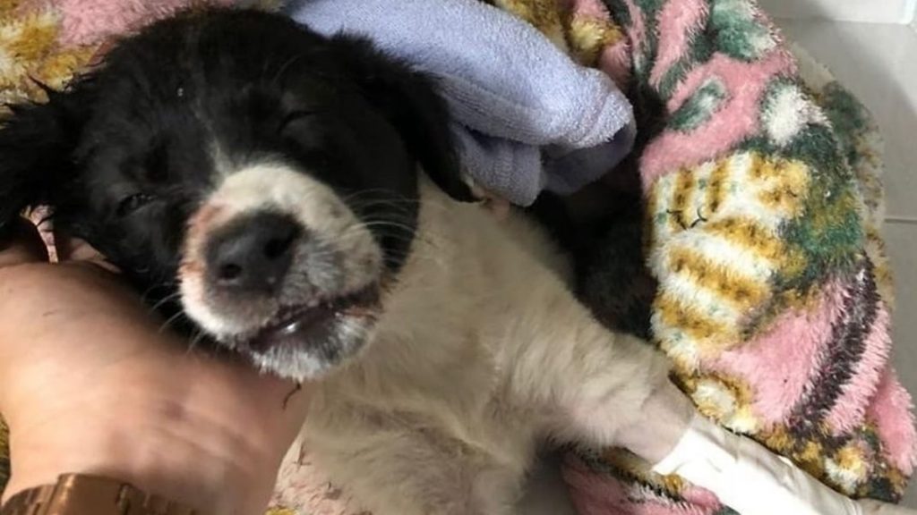 Cachorro atropelado