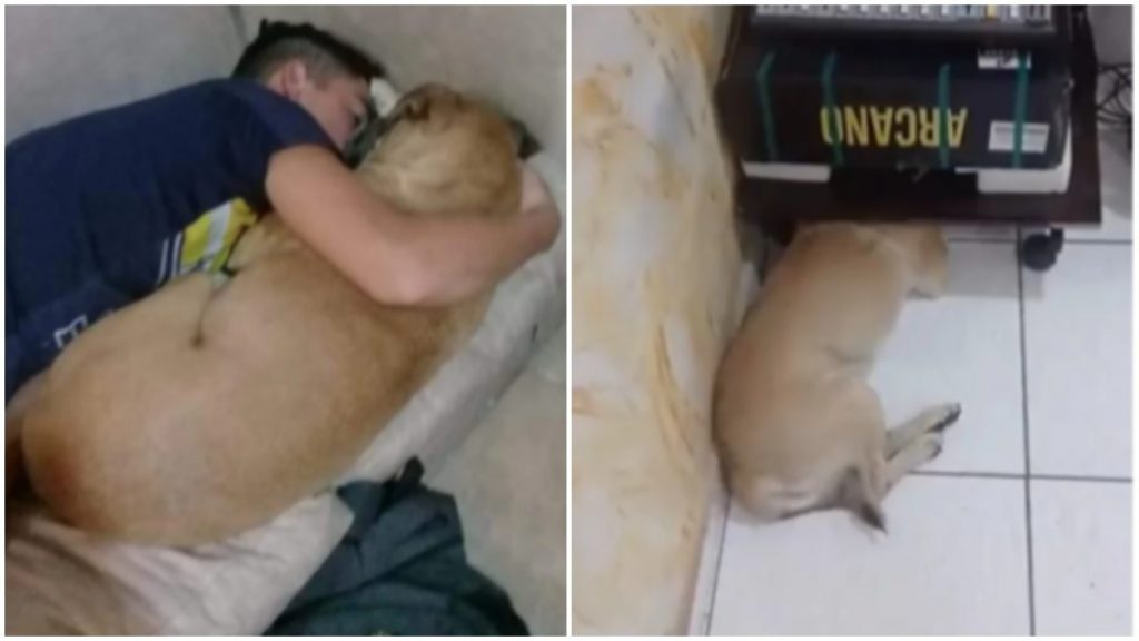 Animais são prejudicados pelos foguetes