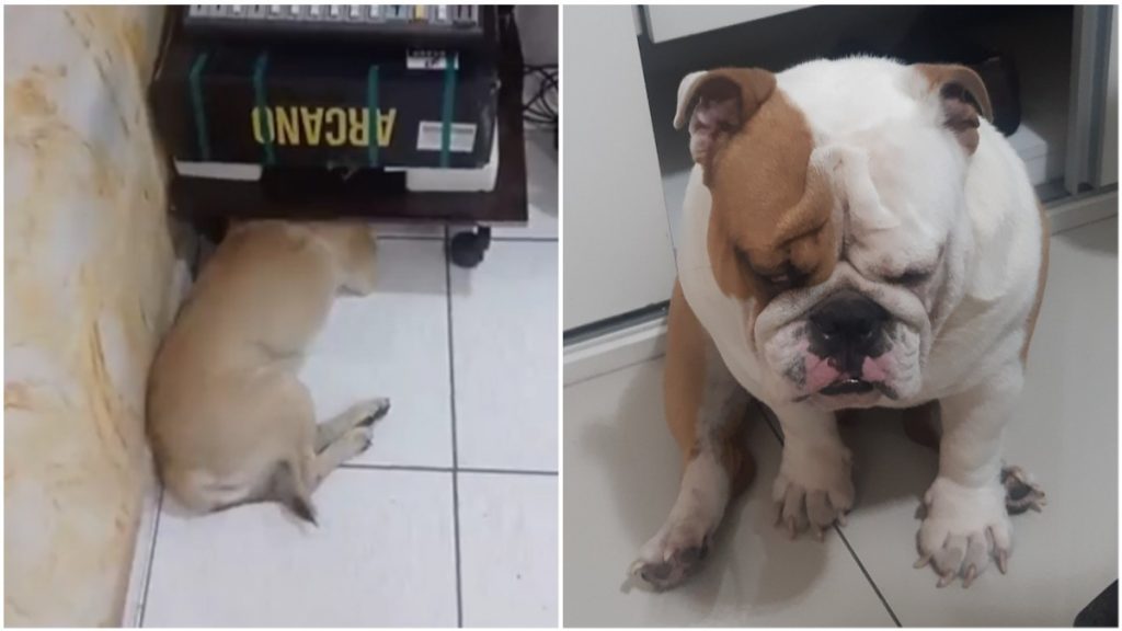 animais desesperam fogos