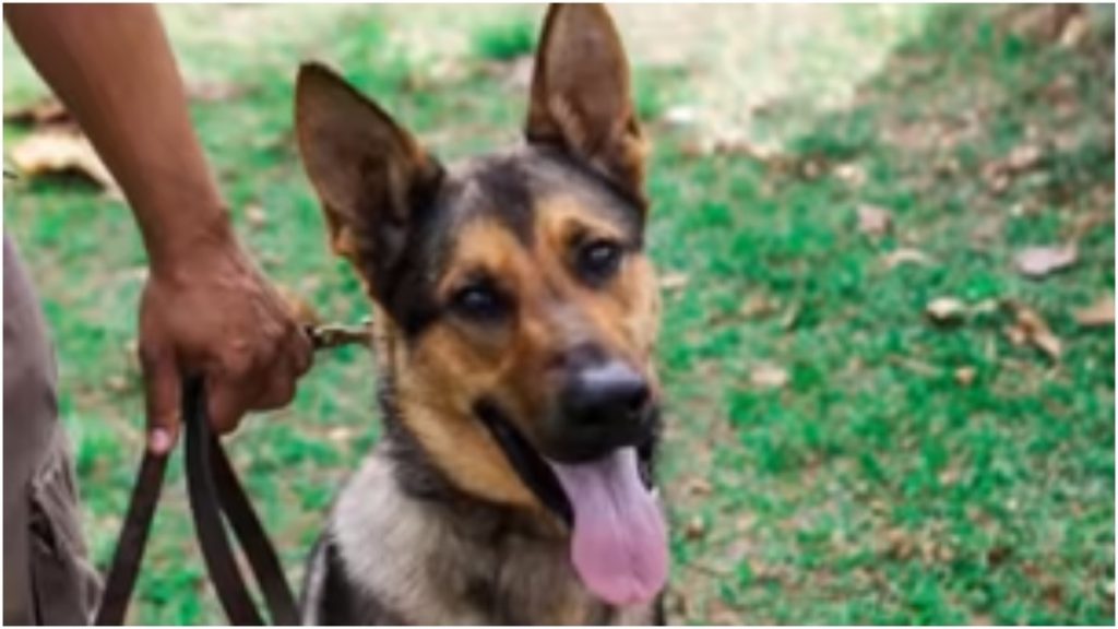 cão yno