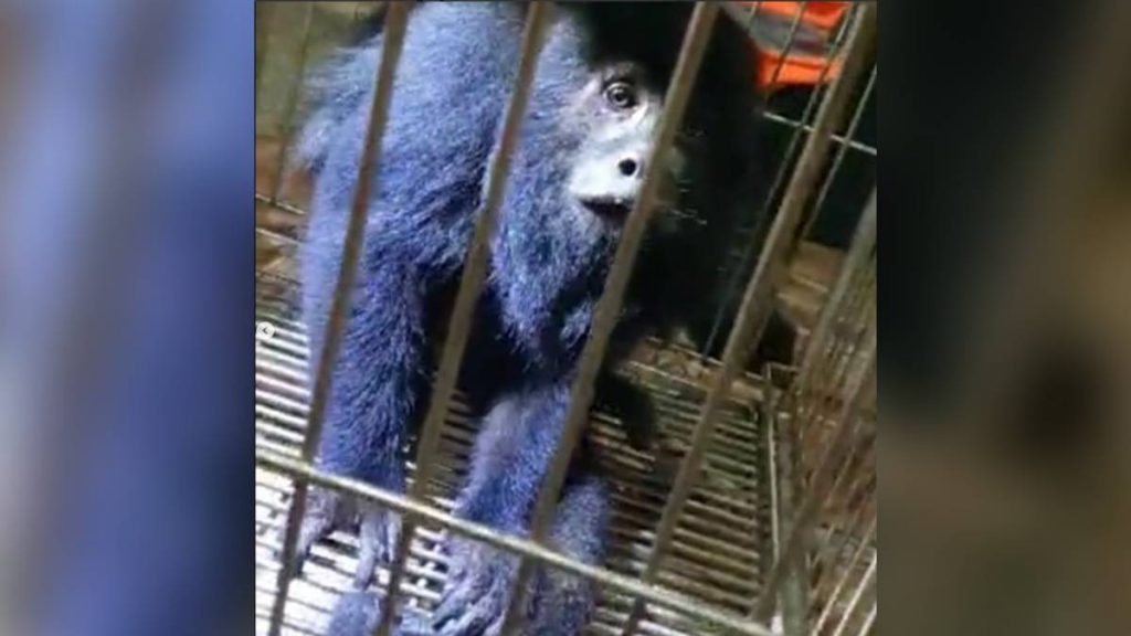 resgate macaco